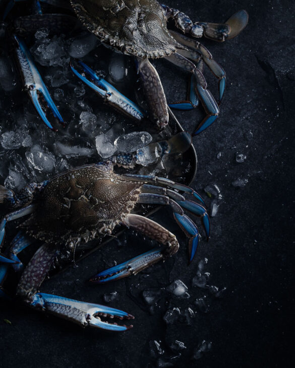 Two blue swimmer crab on ice on a blue black background