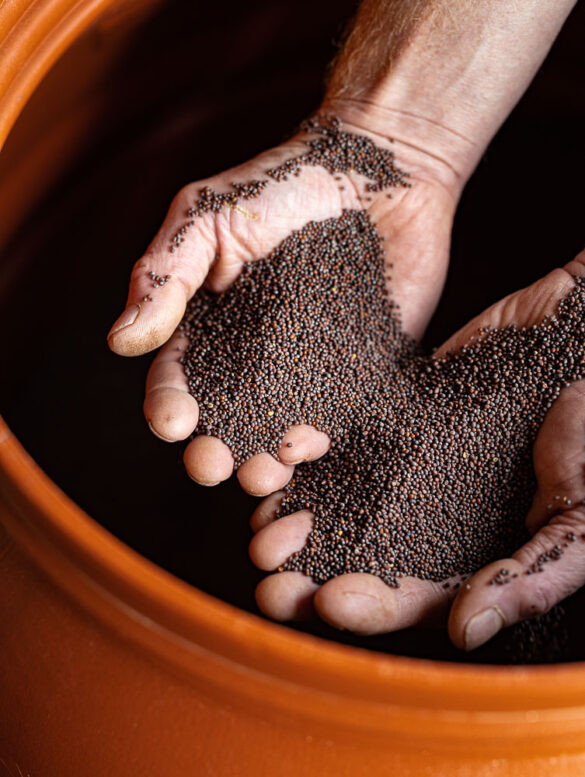 A barrel of mustard seeds with two handful of brown seeds